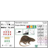 گونه نوتریا Myocastor coypus